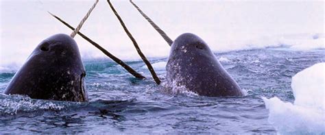 Narwhal Tusks Record Changes In The Marine Arctic Whowhatwhy