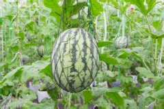 Melonen Pflanzen So Gelingt Der Anbau Im Garten