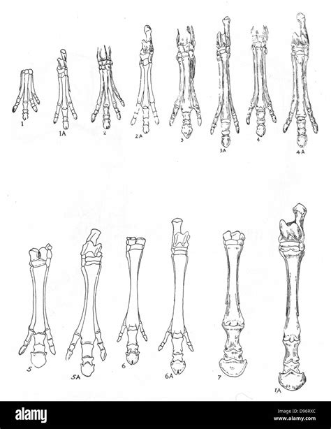 Stages Of Horse Evolution