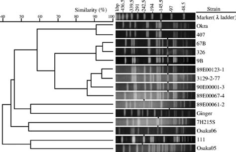 PFGE Genotyping The Dendrogram And PFGE Patterns Of SmaI Digested DNA