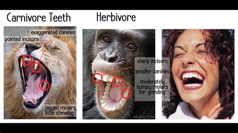 Carnivores Vs Humans Eric Dubay Youtube