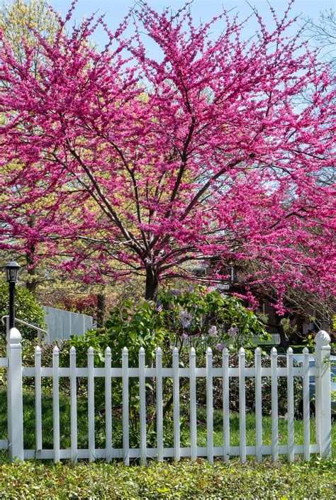 Redbud Tree Care