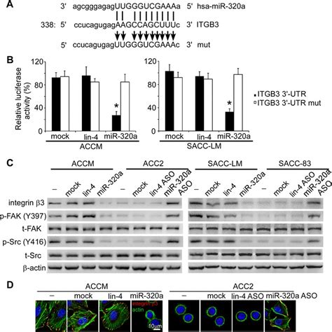 Mir 320a Acts As A Prognostic Factor And Inhibits Metastasis Of