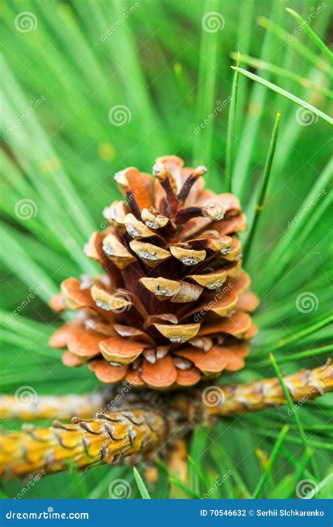 Large Pine Cone Hanging From A Branch Of Tree Stock Photo Image Of