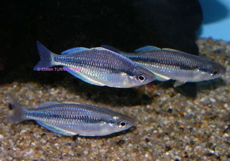 Kamaka Rainbowfish Melanotaenia Kamaka