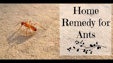 7 Natural Remedies To Get Rid Of Ants In Your House Home Remedy For