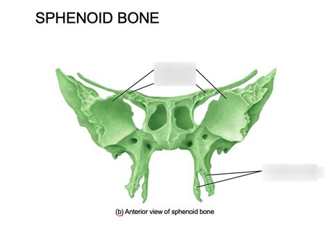 Sphenoid Bone Labeling Diagram Quizlet