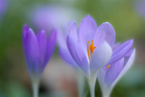 Purple Crocus Flowers in Bloom · Free Stock Photo