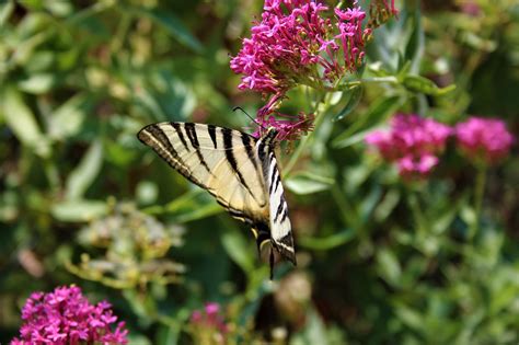 Schmetterling Natur Sommer Kostenloses Foto Auf Pixabay Pixabay