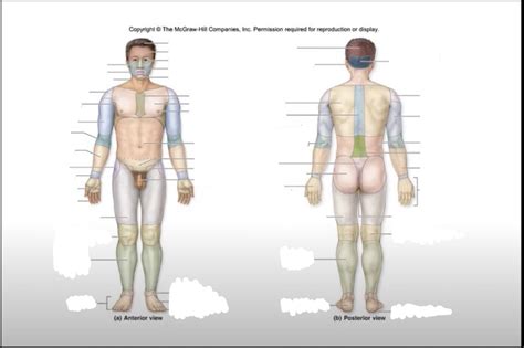 Anatomical Regions Diagram Diagram Quizlet