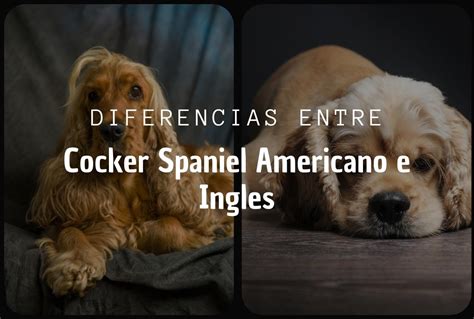 Diferencias Entre El Cocker Spaniel Americano Y El Ingl S