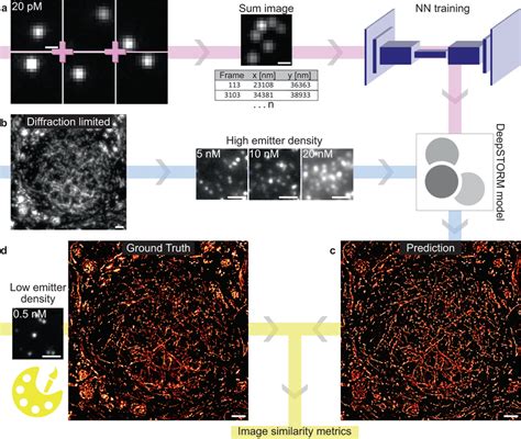 Neural Network NN Assisted DNA PAINT Imaging A Sparse Emitter Density