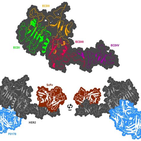 Depiction Of The Human Epidermal Growth Factor 2 Her2 Receptor With