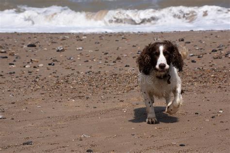 Coker Spaniel En La Playa De Stoney A Orillas Del Mar Imagen De Archivo