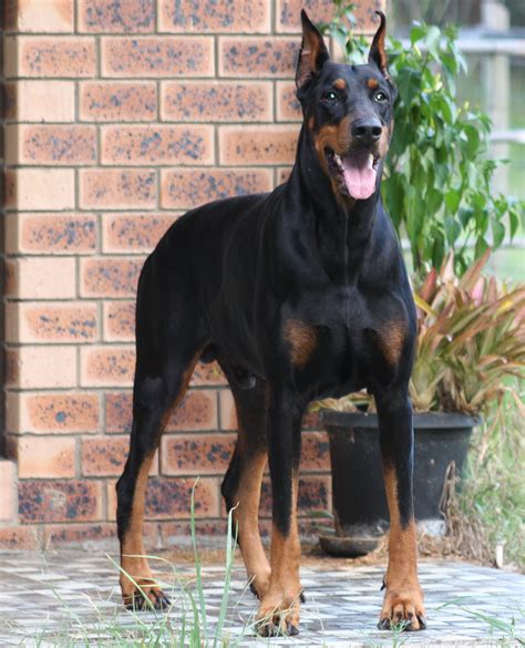 33 Best Images All Black Doberman Puppies For Sale Are All Black