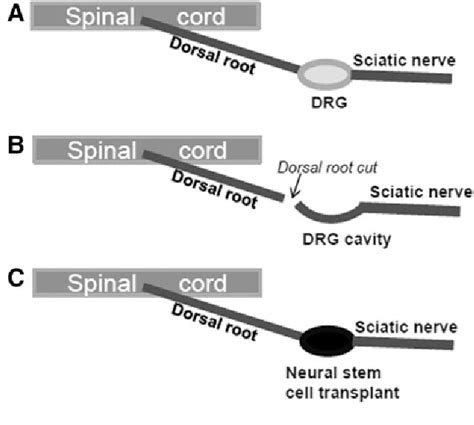 Figure 1 From Forced Runx1 Expression In Human Neural Stemprogenitor