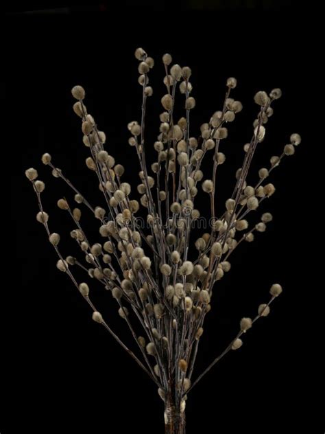 Pussy Willow Branches With Catkins Isolated On Black Background Stock