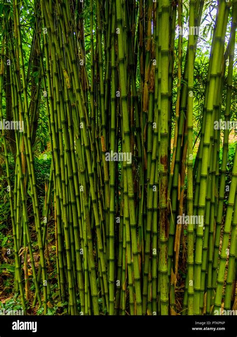 Bamboo trees - beautiful vegetation in a bamboo garden Stock Photo - Alamy