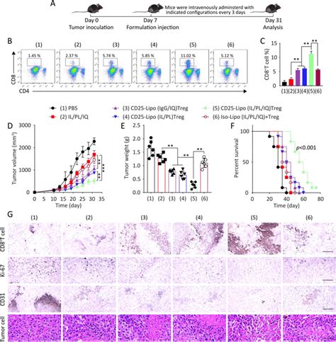 In Vivo Cd Lipo Il Pl Iq Treg Mediated Antitumor Immune Response