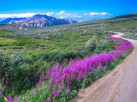 Best things to do in Denali National Park in summer