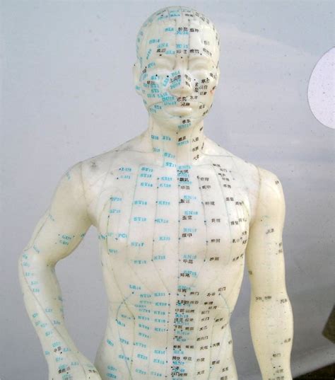 Acupuncture Diagram Of Human Body