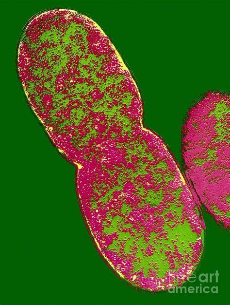 E Coli Bacterium Dividing Photograph By Dr Tony Brain