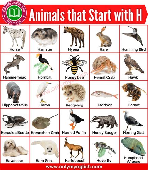 Animals that Start with H | Animals beginning with H » OnlyMyEnglish ...