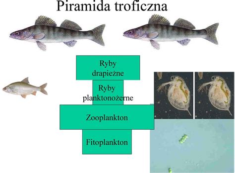 Biomanipulacja W Zbiornikach Wodnych Jako Przyk Ad Metody Rekultywacji