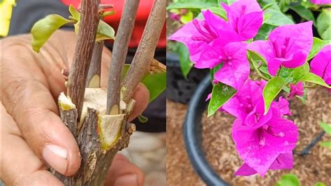 Unique Method How To Graft Bougainvillea 4 Easy Steps Youtube