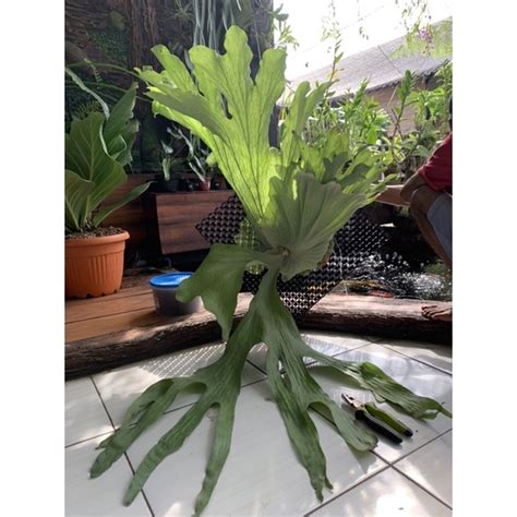 Jual Platycerium Wandae Jumbo Atau Simbar Menjangan Papua Shopee