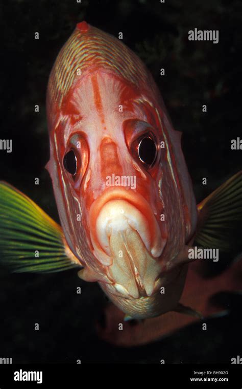 Longjawed Squirrelfish Sargocentron Spiniferum Soma Hi Res Stock