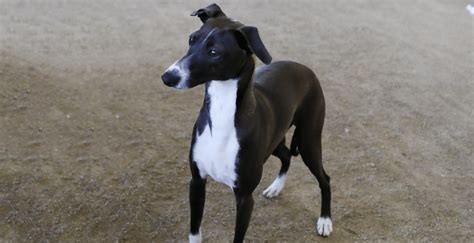 Es Un Galgo Italiano Lo Mismo Que Un Galgo