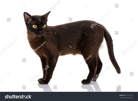 Side View Black Cat Walking Isolated Stock Photo Edit Now 519774121