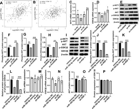 Linc00958mir 185 5prsf 1 Modulates The Akt1gsk3β Pathway And Vegfa