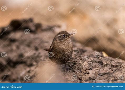 Wren Birds Beautiful Insectivorous Migration Brown Songbirds Perch Wild ...