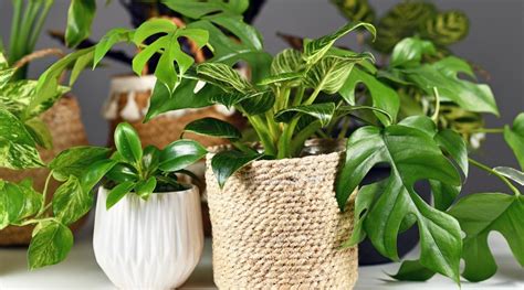 Consejos Para Cultivar Hermosos Filodendros En Interiores