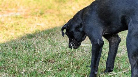 Por qué vomitan los perros Hogarmania