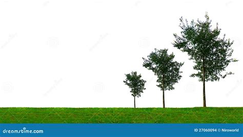 Growing Trees Stock Images Download 41773 Photos