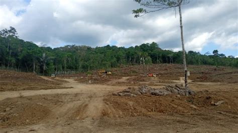 Tiga Hektare Hutan Produksi Di Mabar Dibabat Pelaksana Kita Sudah