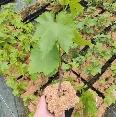 Vigne de table Chasselas doré Raisin blanc Sultanine Fleurir son jardin