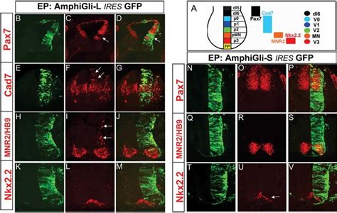 Electroporation Of Amphioxus Gli Constructs Into The Chick Neural Tube Download Scientific