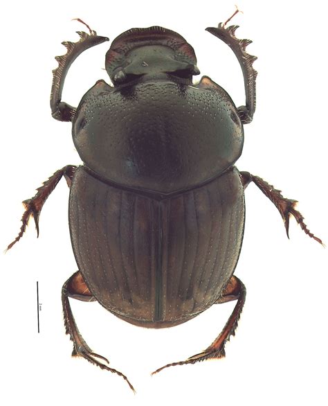 Digitonthophagus Gazella Hawaiian Scarabs