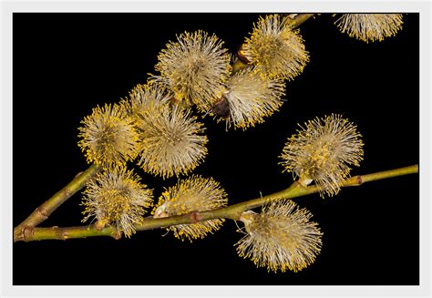 Pussy Willow On Behance