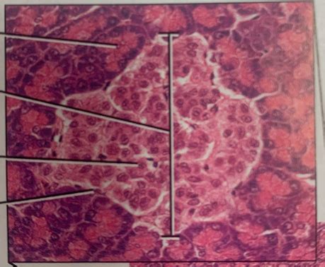 Hormones (Pancreas) Diagram | Quizlet