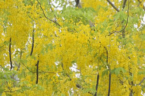 图集丨腊肠花开 中山下起“黄金雨” 新闻频道 中山网