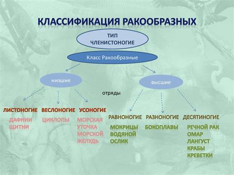 Многообразие ракообразных - презентация онлайн