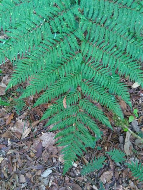 Diamondleaf Fern From Reserva Huitepec On December 15 2019 At 08 00 AM