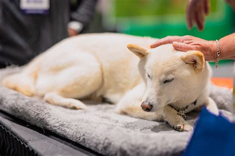 Reiki Healing For Pets Is It Possible American Kennel Club