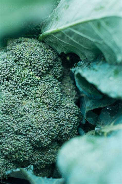 Fresh Broccoli By Stocksy Contributor Kristin Duvall Stocksy