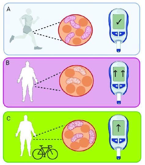 Mitochondrial Content In A Fit Healthy People B Insulin Resistant Download Scientific